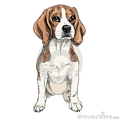 Close-up portrait of sitting Beagle dog. Colored illustration. Vector engraved art. Friendly smilling puppy isolated on Vector Illustration