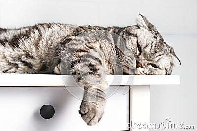 Close up portrait of sleeping scottish fold cat lies on a white table. Young resting gray striped pet, relax Stock Photo