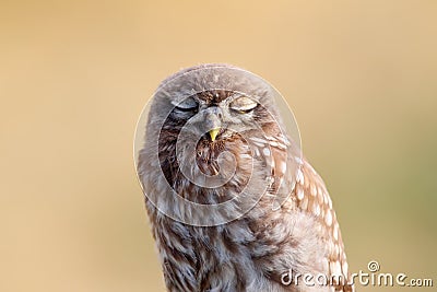 Close-up portrait of a slumbering juvenile little owl Stock Photo