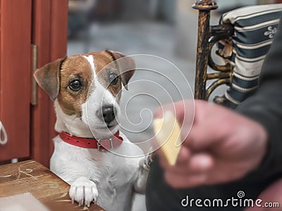 Close-up portrait of a small cute dog Jack Russell Terrier begging its owner for a piece of cheese Stock Photo