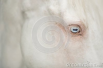 Close up portrait of grey horse blue eye Stock Photo