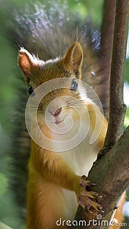 Close up portrait of Squirrel with bushy tail Stock Photo