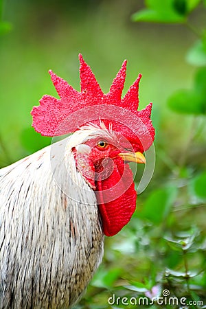 Close Up Portrait Of A Sri Lankan Domestic Fowl Stock Photo