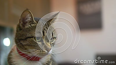 Close-up. portrait. Striped cat in a red anti-flea collar Stock Photo