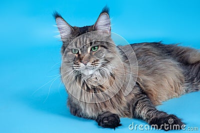 Close up portrait of stunning cat of Maine coon breed, lying down on blue background. Big and fluffy strong feline animal with gre Stock Photo
