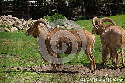 Close-up portrait of Tahr, Wild Goat the kind of Asian Artiodactyla that ungulates. Wild Mouflon on a green field. Stock Photo