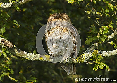 Portrait of a Tawny Owl strix aluco Bird of Prey in the British, UK countryside Stock Photo