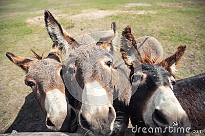 Close-up portrait of three curious funny domestic cute hungry donkeys stand at countryside farm barnyard asking for Stock Photo