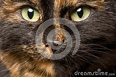 Close-up portrait of tortie cat Stock Photo