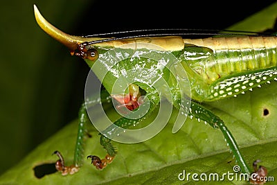 Close-up portrait of a tropical grasshopper. Stock Photo