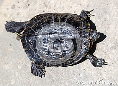 Close up portrait of a turtle. Animal Stock Photo