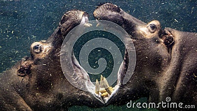 Two African river hippos fighting underwater Stock Photo