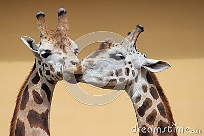 Close up portrait of two giraffes taking a kiss, beige background Stock Photo