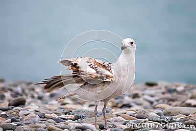Close up portrait view of a seagull against the seashore. A white bird sits on a rocky beach. Natural blue water Stock Photo