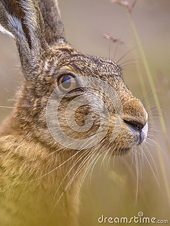 Close up Portrait of vigilant European Hare in grass Stock Photo