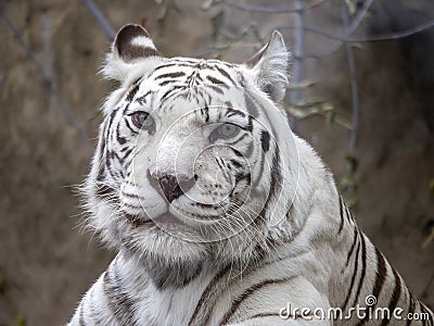 White bengal tiger. Smart blue eyes, original color, well-groomed coat show the beauty of the animal Stock Photo