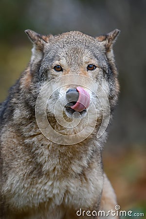 Close up portrait wolf in autumn forest background Stock Photo