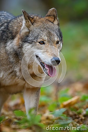 Close up portrait wolf in autumn forest background Stock Photo