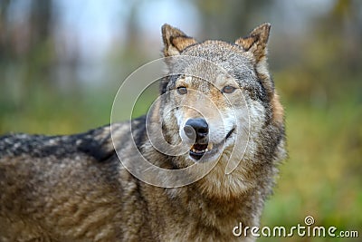 Close up portrait wolf in autumn forest background Stock Photo