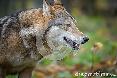 Close up portrait wolf in autumn forest background Stock Photo