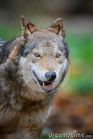 Close up portrait wolf in autumn forest background Stock Photo