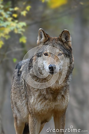 Close up portrait wolf in autumn forest background Stock Photo