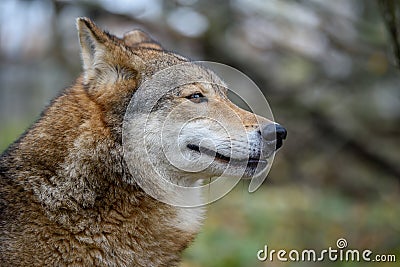 Close up portrait wolf in autumn forest background Stock Photo