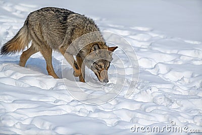 Close up portrait wolf in winter forest background Stock Photo