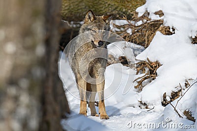 Close up portrait wolf in winter forest background Stock Photo