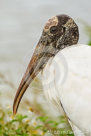 Close up portrait of wood stork, mycteria americana Stock Photo