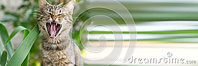 Close up portrait of yawning striped cat on green grass background. non-pedigree cats Stock Photo