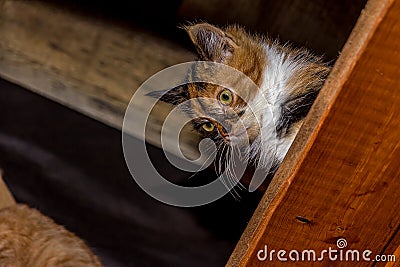 Close-up portrait of a young calico cat looking down Stock Photo