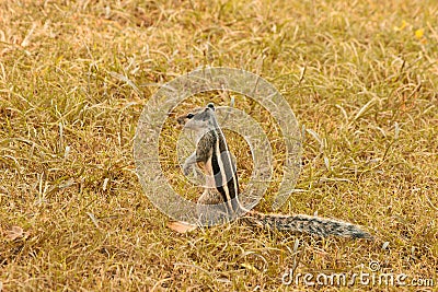 A close-up portrait of a young indian squirrel Stock Photo