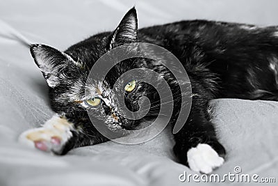 Close up portrait of young tortoiseshell cat lying on the gray blancket. Beautiful funny kitten with green eyes. Stock Photo