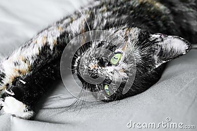 Close up portrait of young tortoiseshell cat lying on the gray blancket. Beautiful funny kitten with green eyes. Stock Photo