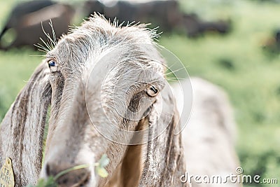 Close-up portrait of a young white goat looking at the camera. Front view. Anglo-Nubian breed of domestic goat Stock Photo