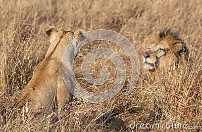 Close up portraits of adult male Sand River or Elawana Pride lion, Panthera leo, with cub in tall grass of Masai Mara with selecti Stock Photo