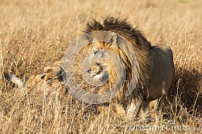 Close up portraits of adult male Sand River or Elawana Pride lion, Panthera leo, with cub in tall grass of Masai Mara Stock Photo