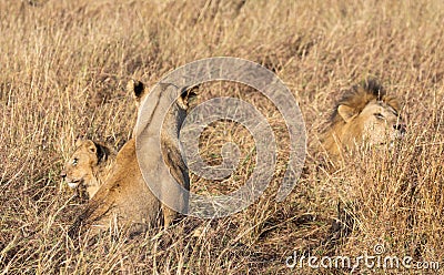 Close up portraits of adult male Sand River or Elawana Pride lion, Panthera leo, with cubs in tall grass of Masai Mara Stock Photo