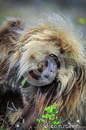 Close up portraits of Endemic Gelada Baboons living in the Simien Mo Stock Photo