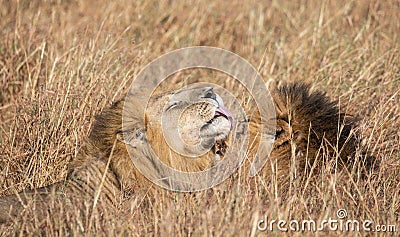 Close up portraits of heads of two Elawana or Sand River male lion, Panthera leo, brothers grooming each others` faces surrounded Stock Photo