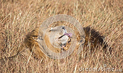 Close up portraits of heads of two Elawana or Sand River male lion, Panthera leo, brothers grooming each others` faces surrounded Stock Photo