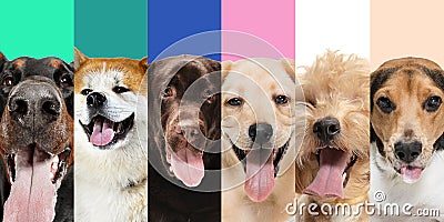 Close-up portraits of six cute joyful dogs. Collage. Web banner Stock Photo