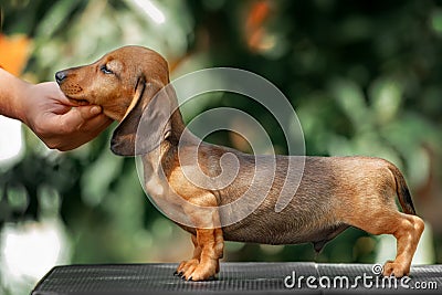 Close up portrate of red dachshund Stock Photo