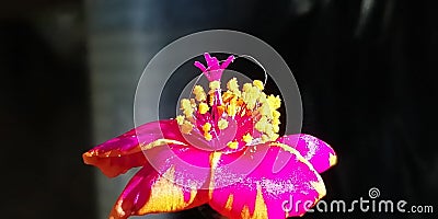 Close up Portulaca Flower Stock Photo