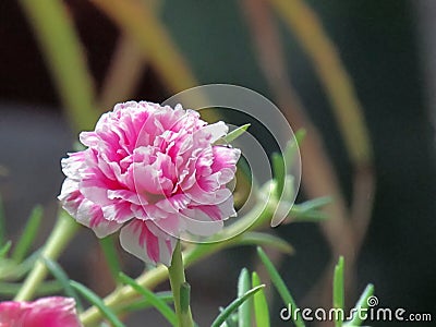 Close up Portulaca flower blossoming in a pot on a bright Stock Photo