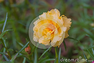 Close up Portulaca flowers Stock Photo