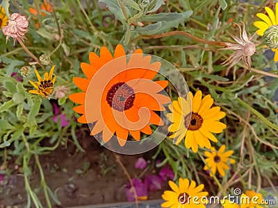 Close up of Pot Marigold flower.Pot Marigold flower.Marigold Flower.Mexicane Marigold flower.Beauti Door Marigold flower. Stock Photo