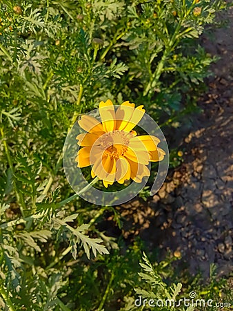 Close up of Pot Marigold flower.Pot Marigold flower.Marigold Flower.Mexicane Marigold flower.Beauti Door Marigold flower. Stock Photo