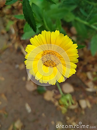 Close up of Pot Marigold flower.Pot Marigold flower.Marigold Flower.Mexicane Marigold flower.Beauti Door Marigold flower. Stock Photo